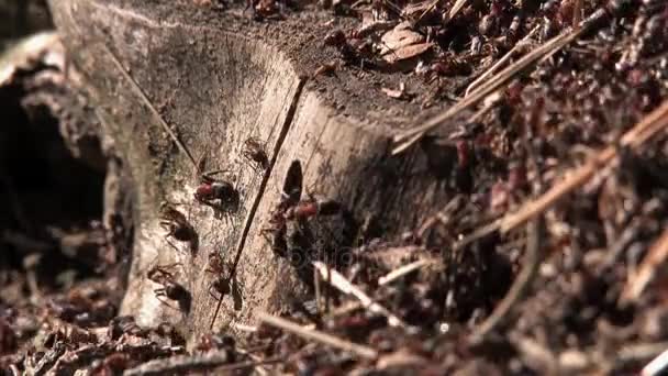 Anthill Ants Ants Crawl Out Mink — Stock Video