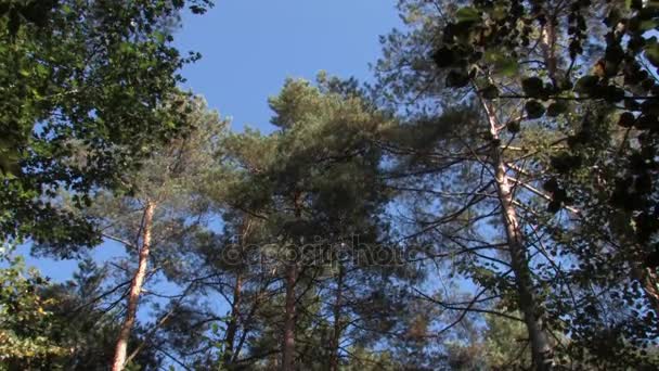 Floresta Prado Floresta Coníferas Dia Ensolarado — Vídeo de Stock