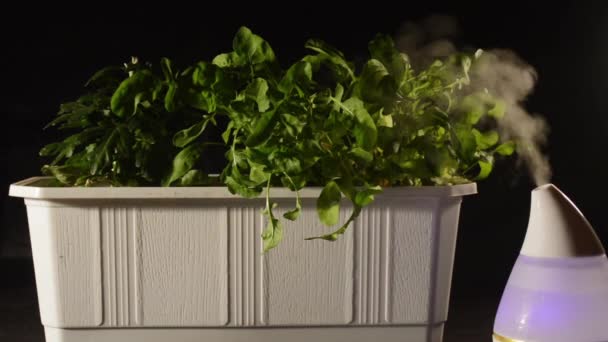 Luchtbevochtiger Stoom Spray Groene Planten — Stockvideo