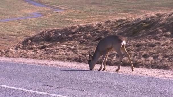 Little Fawn Walks Highway — Stock Video