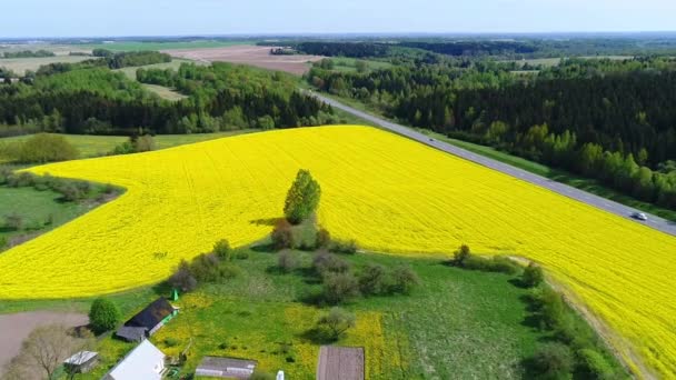 Vliegen Koolzaad Veld Rijden Auto Weg — Stockvideo