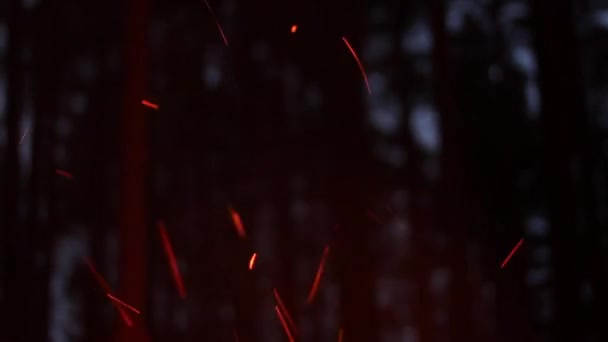 Die Flammen Eines Lagerfeuers Wald — Stockvideo