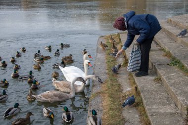 Yaşlı bir kadın, yaban kuşlarına bakarak ördek ve kuğuları besler; Belarus, Minsk, 24 Kasım 2019.