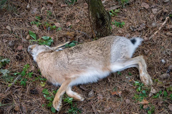 Uma Lebre Morta Está Floresta Outono Debaixo Uma Árvore Morte — Fotografia de Stock