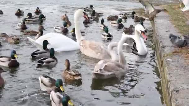 Yetişkin Piliçlerle Dolu Bir Kuğu Ailesi Iskelede Donmuş Bir Gölde — Stok video