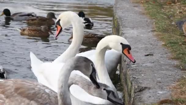 一群天鹅和鸭子 鸽子正在码头的一个结冰的湖上觅食 城池候鸟过冬 — 图库视频影像