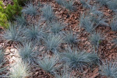Mavi ya da gri, kozalaklı bir ağacın ince kabuğunda yetişir..