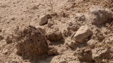 Bir kertenkele çöldeki kayaların arasında güneşleniyor, asker asker botlarıyla geçiyor..