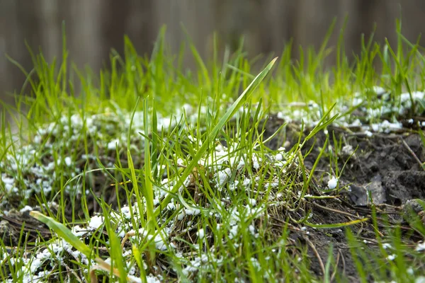 Neve Está Primeira Grama Verde Primavera Floresta Neve Inesperada Início — Fotografia de Stock