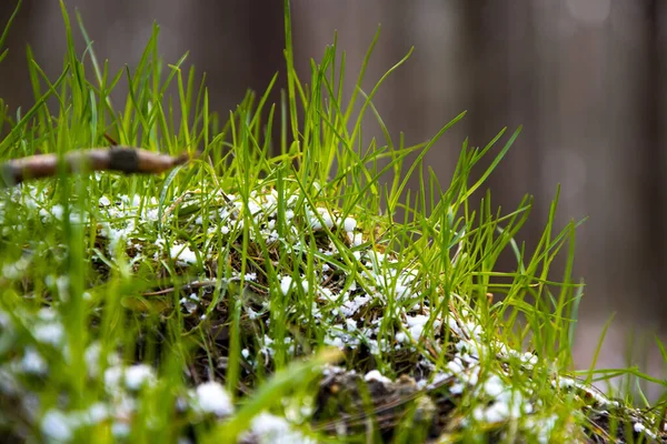 Neve Está Primeira Grama Verde Primavera Floresta Neve Inesperada Início — Fotografia de Stock