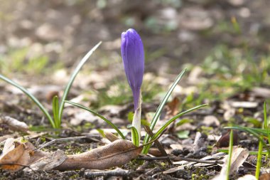 Crocus bir orman açıklığında çiçek açar. Safran ilk bahar çiçeğidir. Güneş parlıyor ve aydınlanıyor..