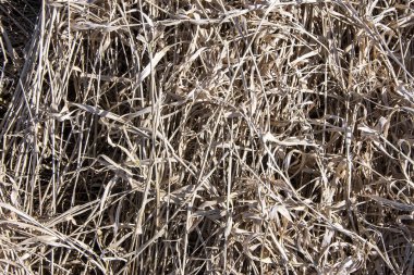Uzun kuru çimenlerin, kuru sapların ve yaprakların dokusu bir araya toplanmış..
