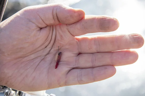 Fisherman Holds His Hand Bait Moth Maggots Impaled Hook Fishing — Stock Photo, Image
