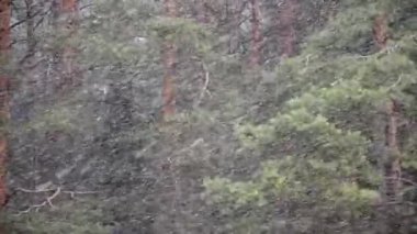 Yeşil bir çam ormanının arka planında kar taneleri uçuşur, ilk kar yağışı
