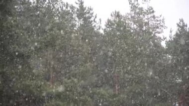Yeşil bir çam ormanının arka planında kar taneleri uçuşur, ilk kar yağışı