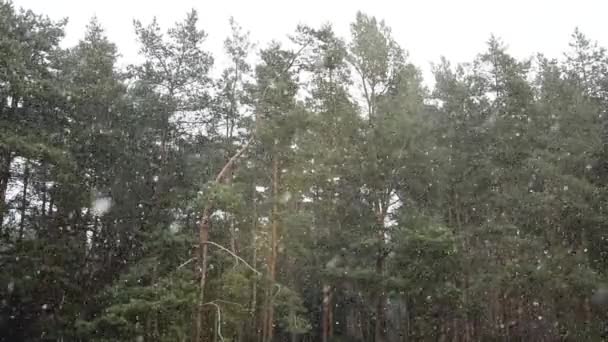 Flocons Neige Volent Sur Fond Une Forêt Pins Verts Plan — Video