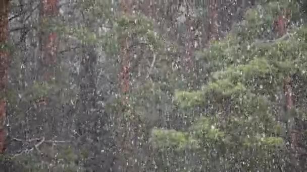 Płatki Śniegu Latają Tle Zielonego Lasu Sosnowego Średni Plan — Wideo stockowe