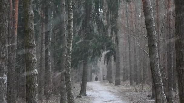 在松林里 一场暴风雪刮来 人们在远处的林间小径上行走 — 图库视频影像