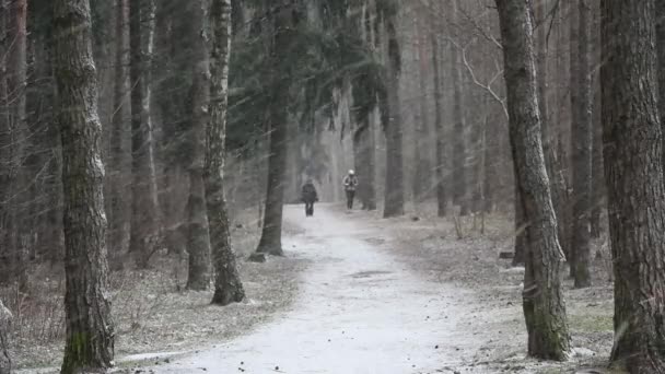 在松林里 一场暴风雪刮来 人们在远处的林间小径上行走 — 图库视频影像