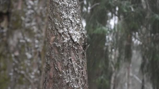 Lassan Forog Esik Fenyőerdőben Hóban Téli Időjárásban — Stock videók
