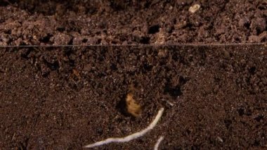 Fasulyenin tohumundan, bir fasulye filizi büyür, kökleri yer altında hareket eder, filizler yapraklarını yayar, zaman turları atar. Toprakta büyüyen bir baklagil tohumunun makro-zamanlama videosu,