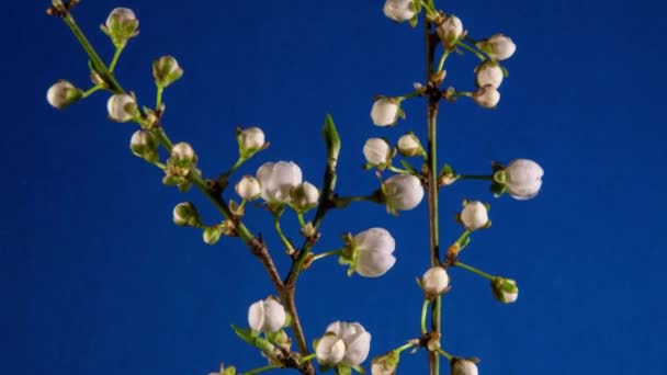 Kék Alapon Fehér Virágok Nyílnak Cseresznye Szilva Ágain Kamera Sima — Stock videók
