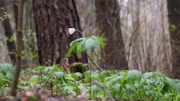 Bosque Primavera Una Flor Con Pétalos Blancos Florece Anemne Nemorsa — Vídeo de stock