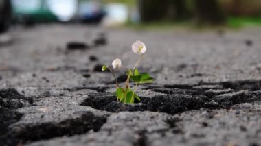 Genç çiçekler kırılır ve şehirdeki çatlak asfaltta büyürler. Doğanın yaşam gücü, zaman geçişi..