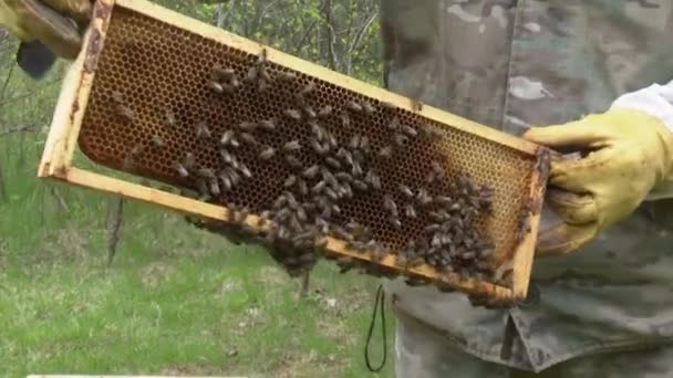 养蜂人手里拿着蜂窝里的蜂窝 蜜蜂在蜂窝上爬行 — 图库视频影像