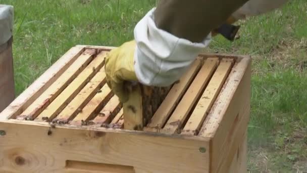 养蜂人从蜂窝里拿出木制的梳子 把它们放回蜂窝里 蜜蜂爬行 成群结队地飞走 — 图库视频影像