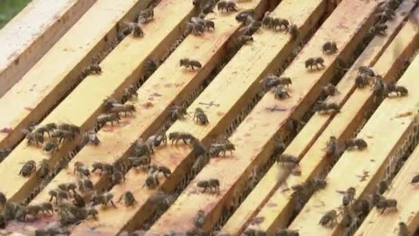 Las Abejas Arrastran Peines Madera Fumigación Con Humo Una Pistola — Vídeo de stock