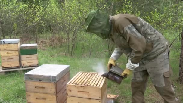 养蜂人用烟熏蜂窝 并从蜂窝中取出木制蜂窝 春养蜂 — 图库视频影像