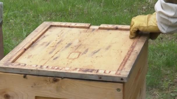 Méhész Eltávolítja Méhkas Fedelét Füst Bejut Kaptárba Méhek Kirepülnek — Stock videók