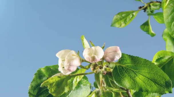 Flores Manzana Florecen Una Rama Con Hojas Verdes Contra Cielo — Vídeos de Stock