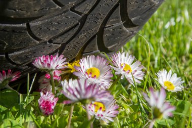 Araba beyaz bir papatya çiçeğinin üzerinden yuvarlandı, seçici bir odak noktası. Kavram: yeşil alanlarda park etmek, kuralları ihlal etmek, ekoloji sorunu.