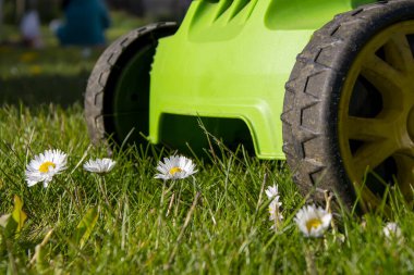 Çim biçme makinesi çimenleri ve beyaz papatyaların güzel çiçeklerini keser, evin önündeki çimleri biçer..