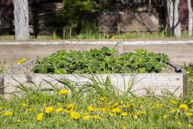 Dacha 'daki bahçe ahşap tahtalar, bir ev bahçesi, bahar yeşillikleri ile çevrili..
