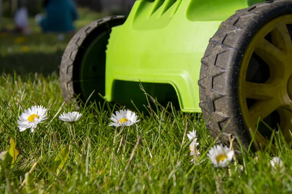 Çim biçme makinesi çimenleri ve beyaz papatyaların güzel çiçeklerini keser, evin önündeki çimleri biçer..