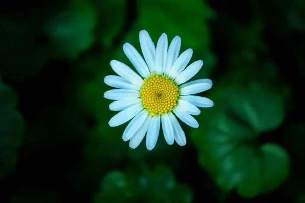  Küçük çiçek papatya