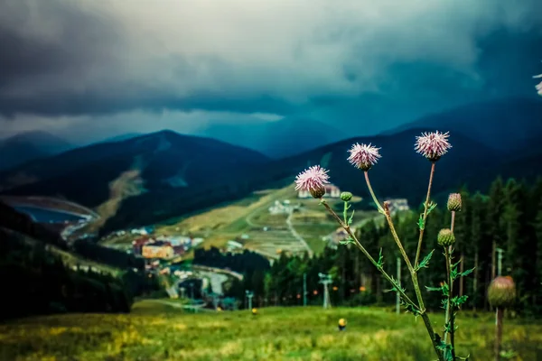 Dağlarda narin çiçekler