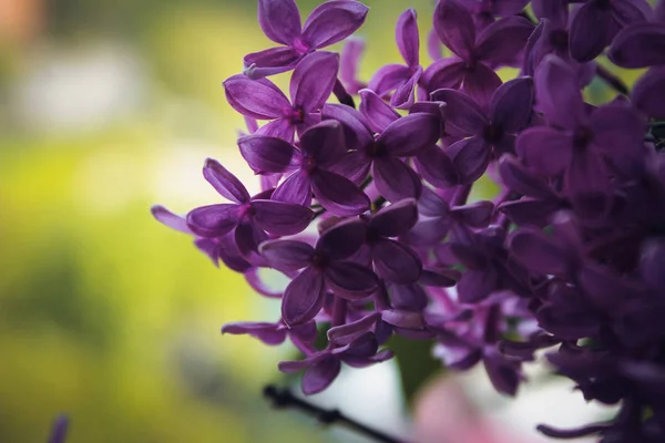  güzel çiçek leylak