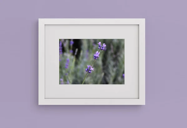 Duvardaki lavanta fotoğraf çerçevelemek. Mockup.