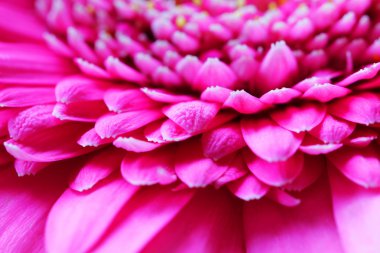 Güzel parlak pembe gerbera