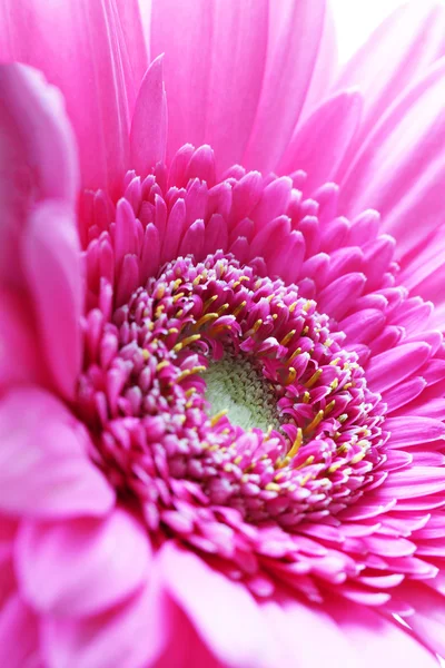 Bela gerbera rosa brilhante — Fotografia de Stock