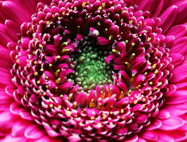 Bela gerbera rosa brilhante — Fotografia de Stock