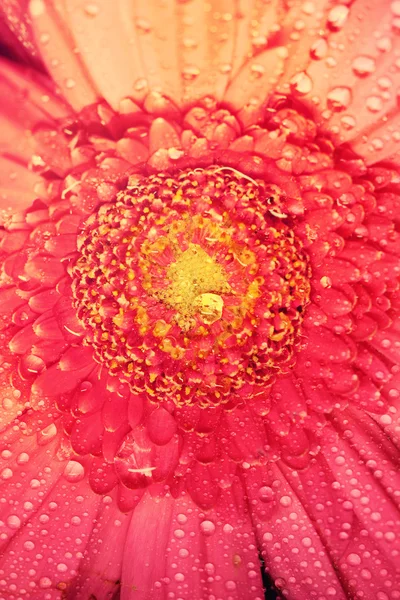 Gerbera flor close up macro foto — Fotografia de Stock