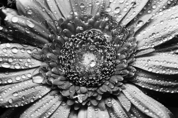 Gerbera flor close up macro foto — Fotografia de Stock