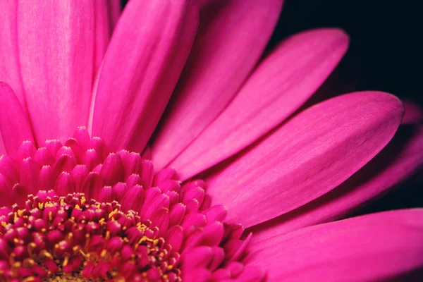 Güzel parlak pembe gerbera