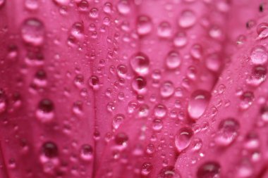 Gerbera çiçek kapatmak yukarıya makro fotoğraf