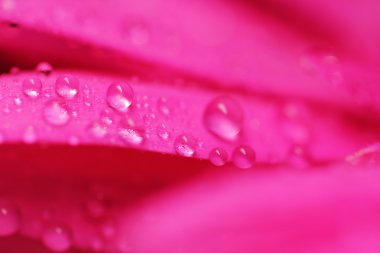 Gerbera çiçek kapatmak yukarıya makro fotoğraf